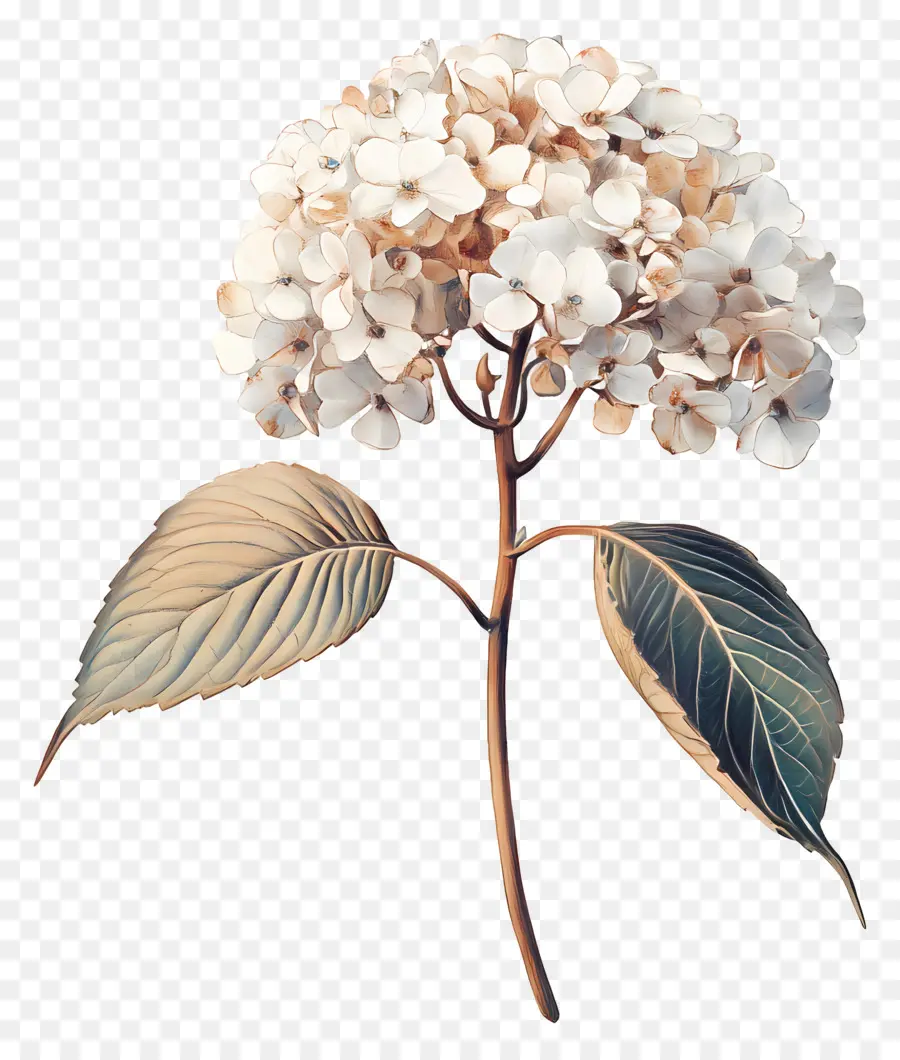 Hortênsias Secas，Hortênsia Seca PNG