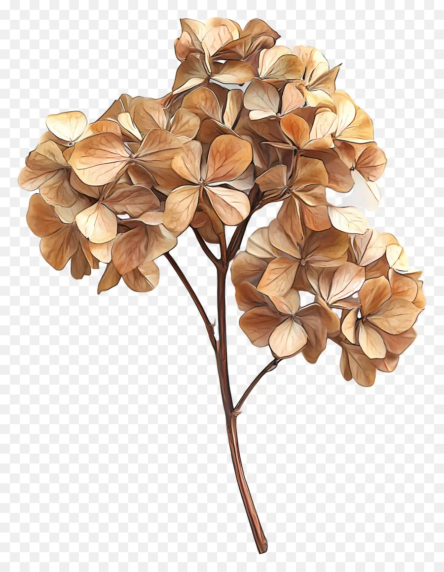 Hortênsias Secas，Hortênsia Seca PNG