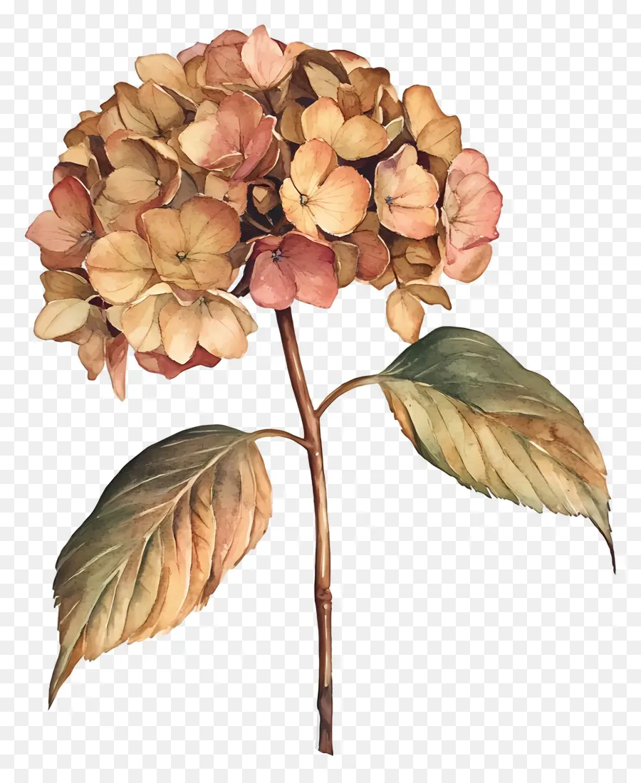 Hortênsias Secas，Hortênsia Seca PNG