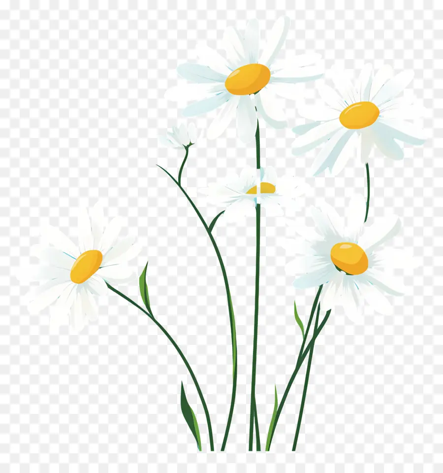 Fundo De Flor，Margaridas Simples PNG