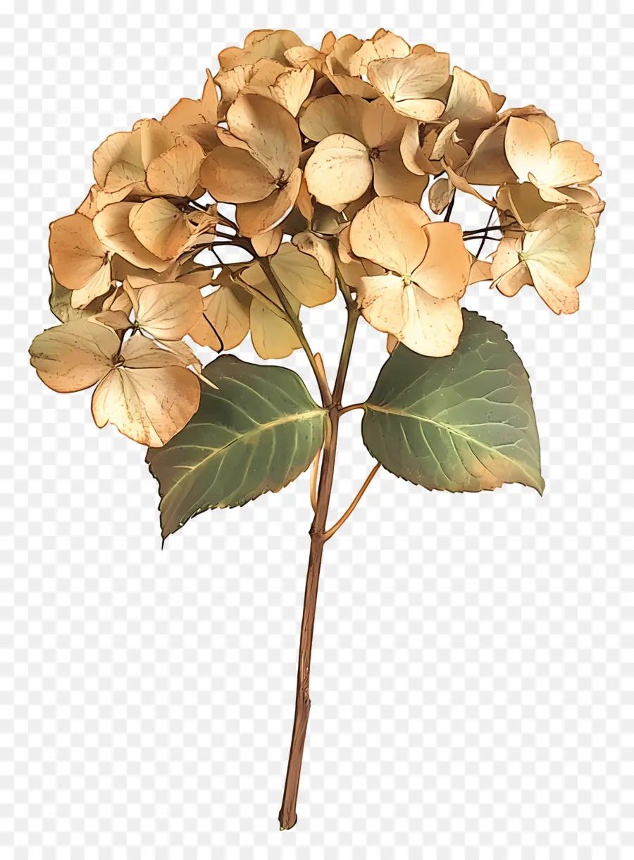 Hortênsias Secas，Hortênsia Seca PNG