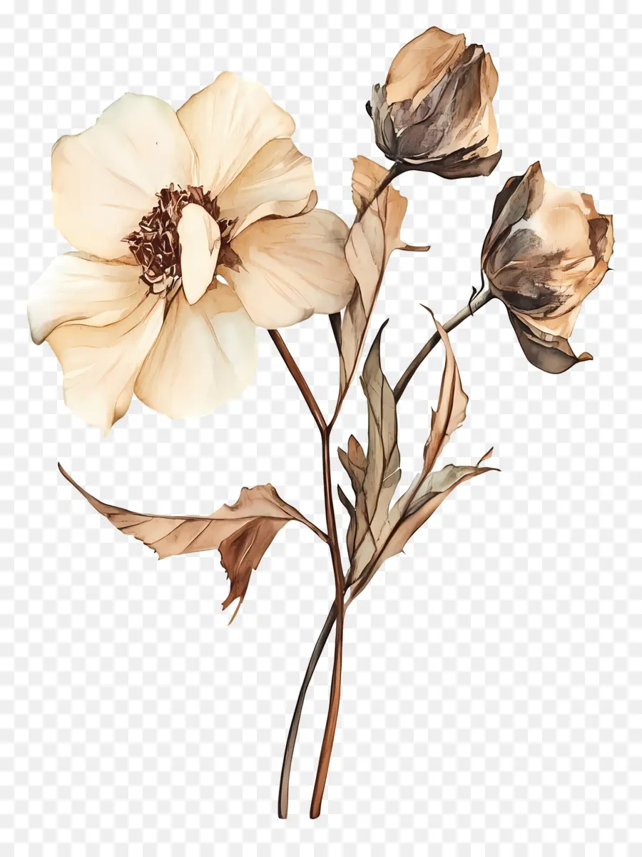 Arte Com Flores Secas，Flores Laranja PNG