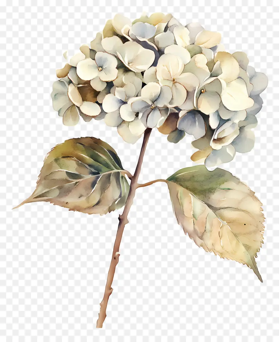 Hortênsias Secas，Hortênsia Seca PNG