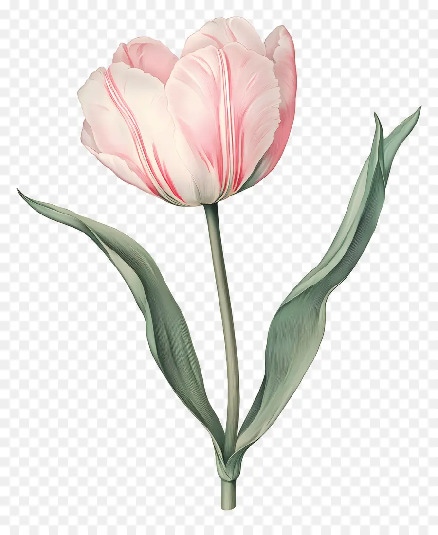 Flor Vintage，Tulipa Branca PNG