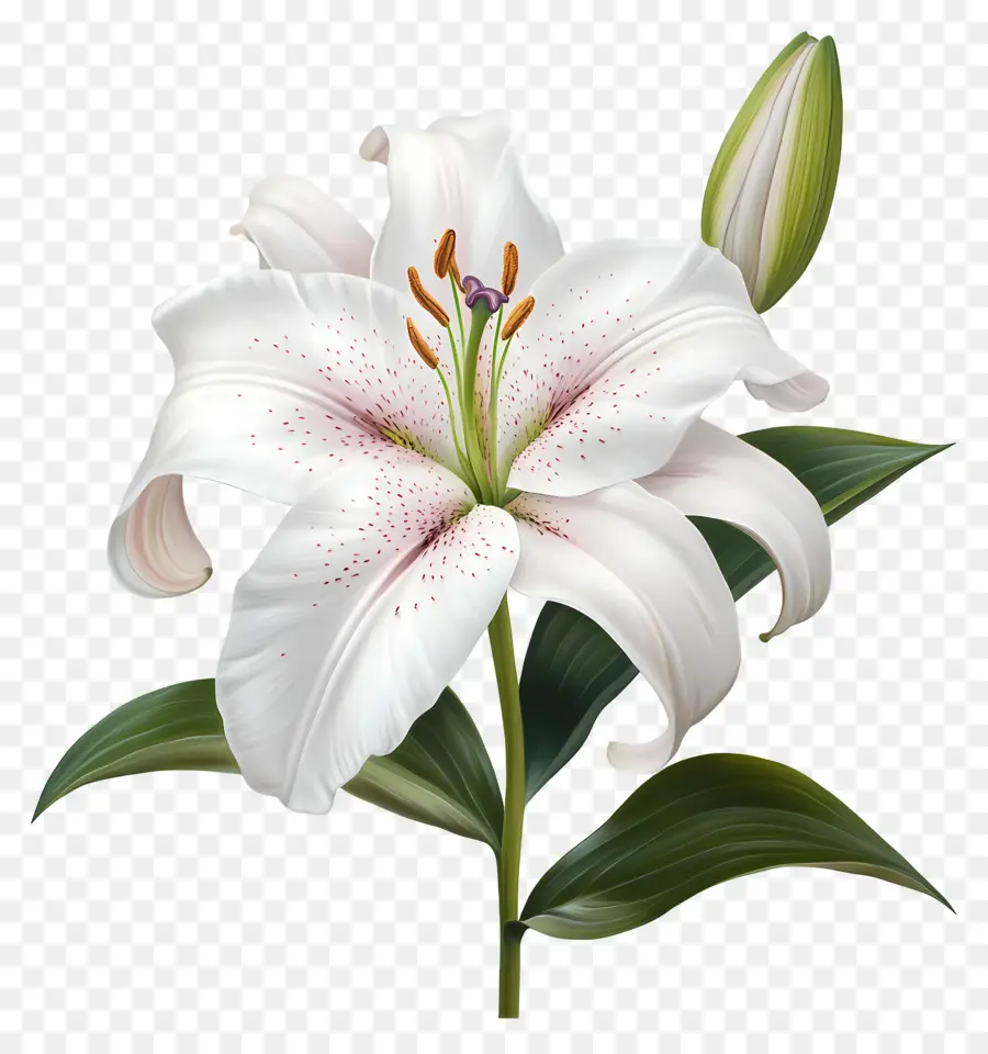 Flor Vintage，Lírio Branco PNG