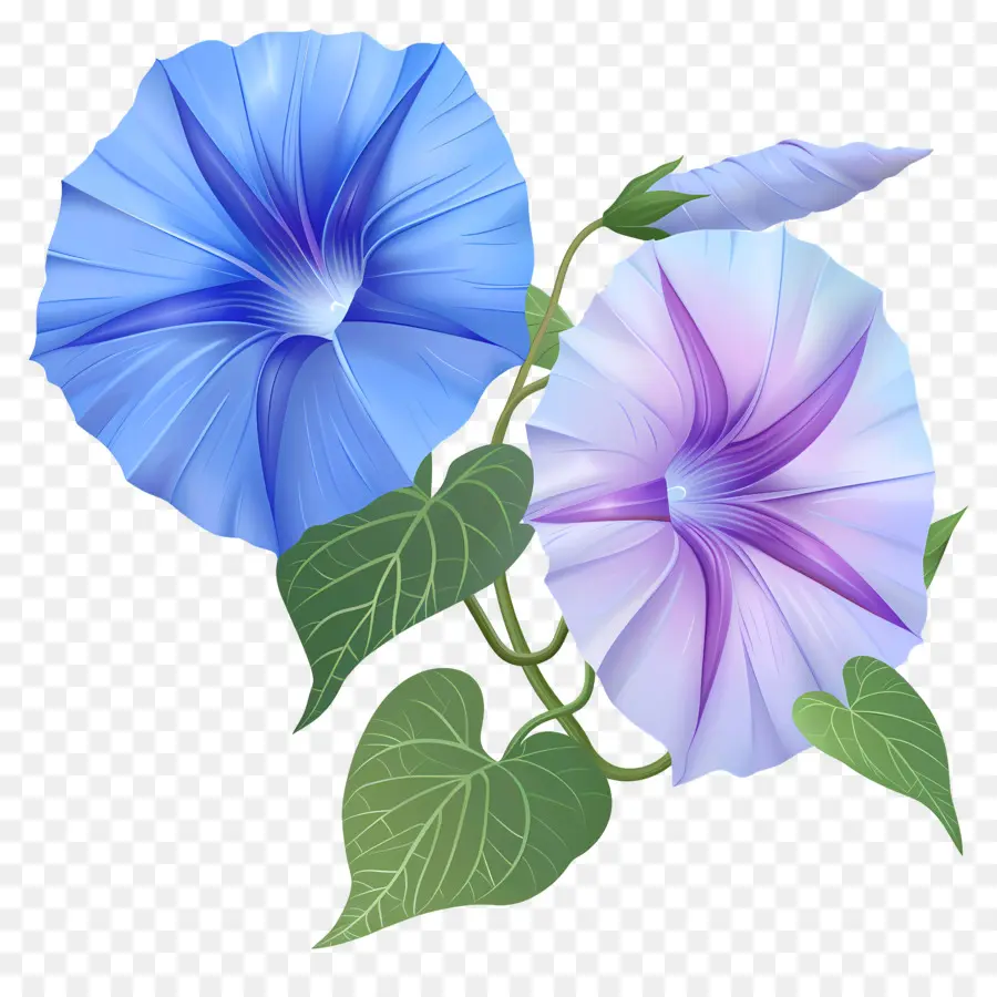 Flores Da Glória Da Manhã，Azul PNG