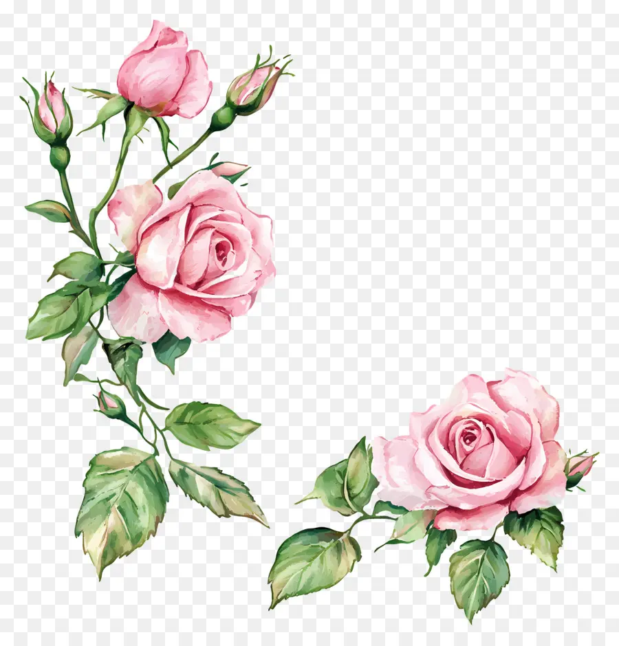 Fronteira Rosa，Rosa Vermelha PNG